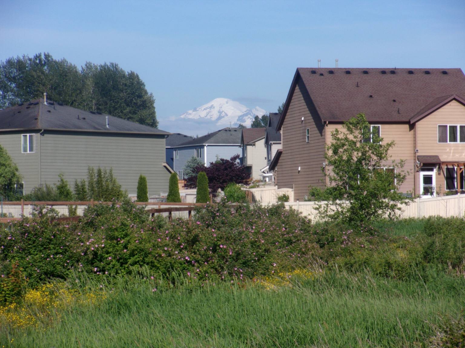 Two-story houses behind a field of grass and flowering shrubs in the north part of the Cordata neighborhood, with snowy Mount Baker in the distance