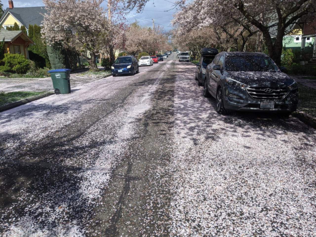 Residential street in the Lettered Streets covered in fallen cherry blossom petals, with houses and parked cars along both sides
