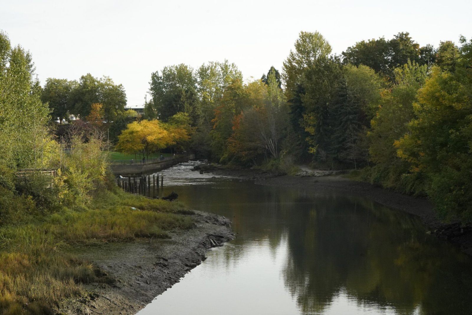 Whatcom Creek at low water, lined with autumn trees, at the mouth of the creek by Maritime Heritage Park